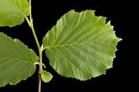 Noisetier - rameau avec feuilles (Corylus avellana)